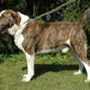 Central Asian Shepherd Dog